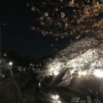 桜は日本の心だと思った平成のある日