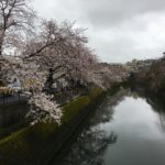 大岡川の桜は…