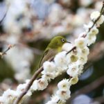 梅と鳥を撮りに行きました。